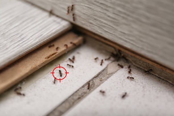 Best Emergency Pest Control  in Verona, PA