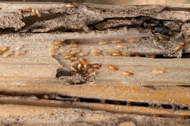 Best Best Pest Control Companies  in Verona, PA